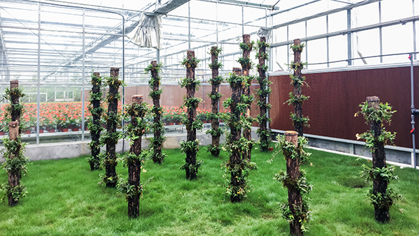 托普云農(nóng)全自動(dòng)托管式溫室大棚正式落成