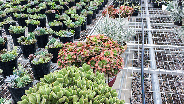 托普云農(nóng)全自動(dòng)托管式溫室大棚正式落成