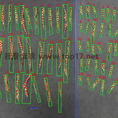 水稻整穗考種系統